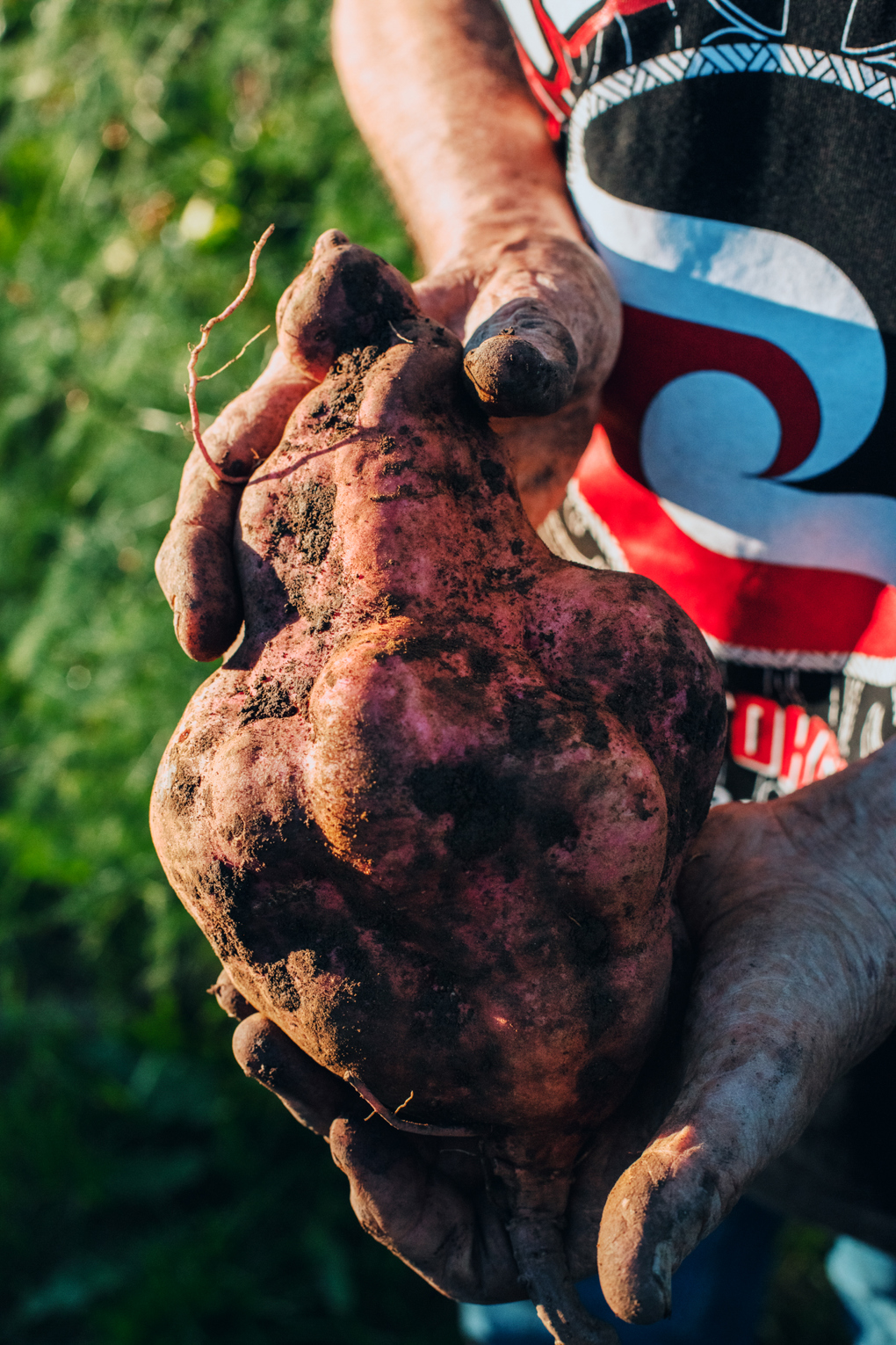 DSG Kumara Harvest 109