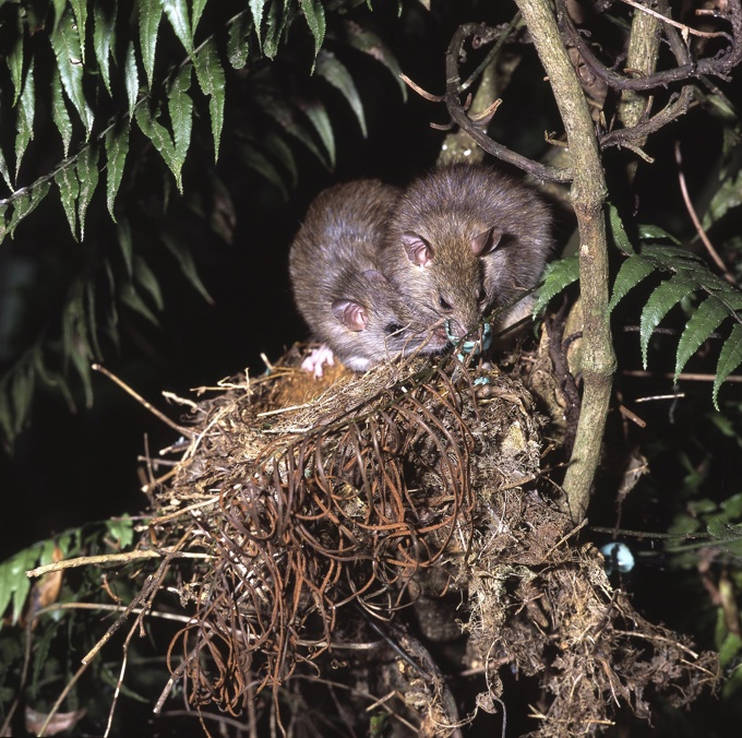 Pest trapping all the rage in Ōrākei
