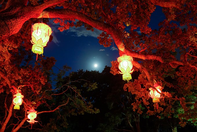 tree lanterns_pies21rr.jpg