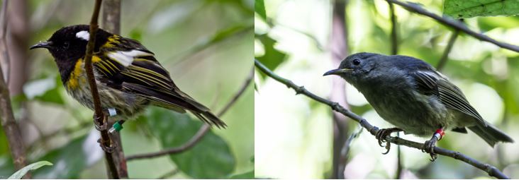 A male hihi (left) and female bird.