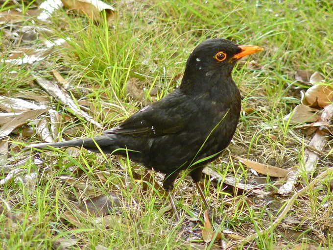 Backyard birds - Blackbird