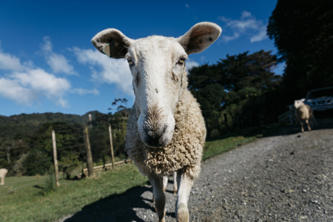 OA Rates Article Sheep