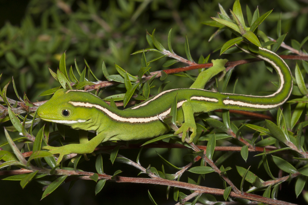 Scaling up gecko protection