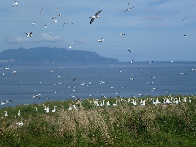 Do your bit for a pest free Hauraki Gulf (2)