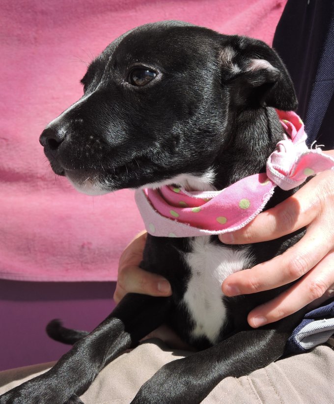 Top 10 things to save your pet in an emergency