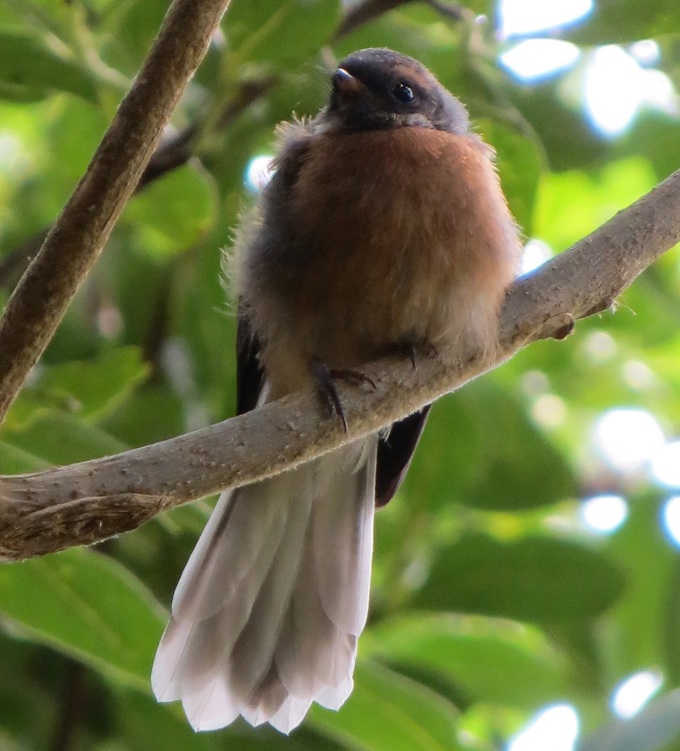 How much do you know about our native birds?