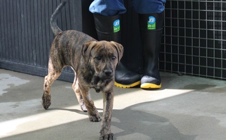 Wiltshire tile image