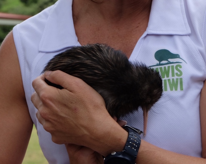 Kiwi in the wheelhouse (1)