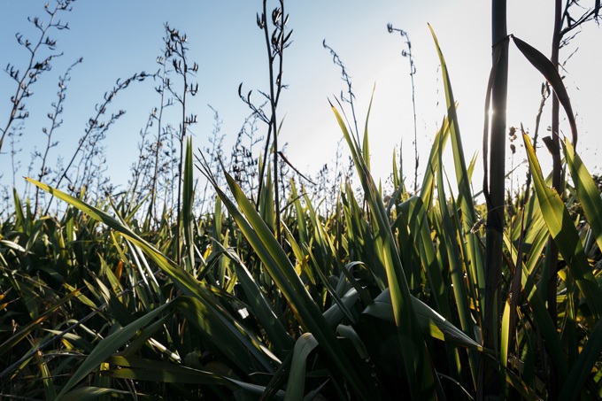 74,000 new native plants for Auckland’s maunga