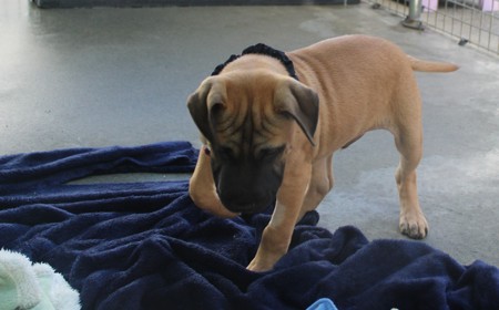 Butterscotch (ADOPTED) tile image
