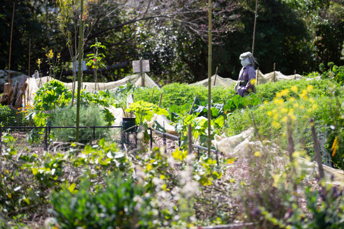 Albert Eden Sustainable Garden Trail 2023 8