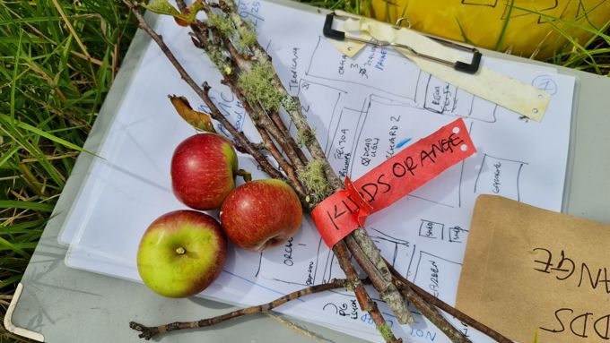 Kai Rakau Project.web_dwdwbhsq.jpg