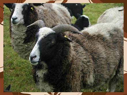 Sub 109 Rare Breeds Challenge