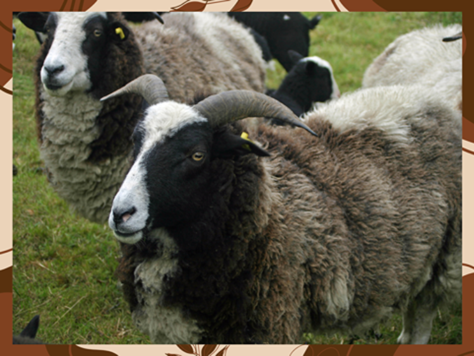 Sub 109 Rare Breeds Challenge