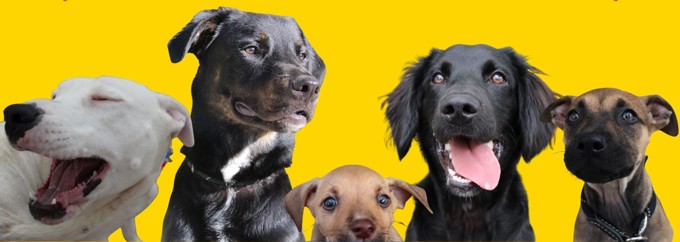 Pukekohe Adoption Centre 4 A5w4ue4i