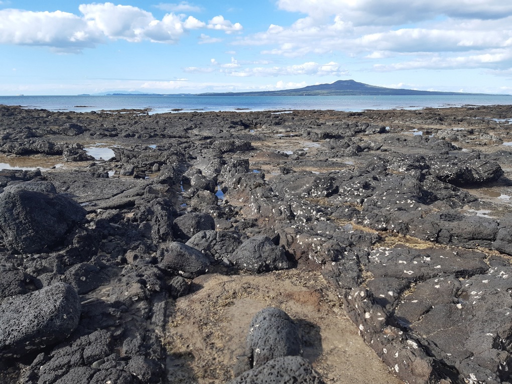 Takapuna fossils 1