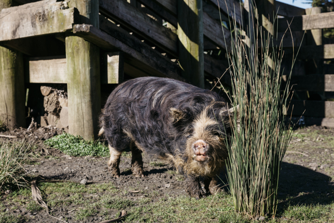 OA Rates Article Pig