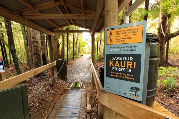 Kauri dieback battle continues over summer