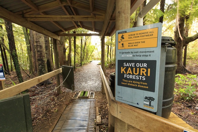 Kauri dieback battle continues over summer