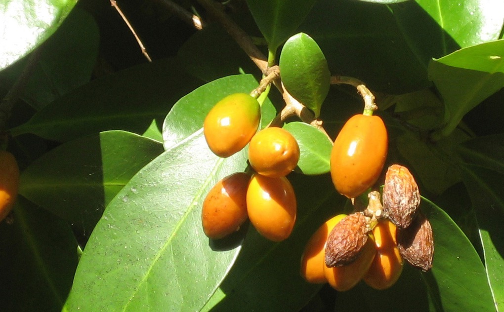 Dog owners warned of serious risk posed by karaka berries