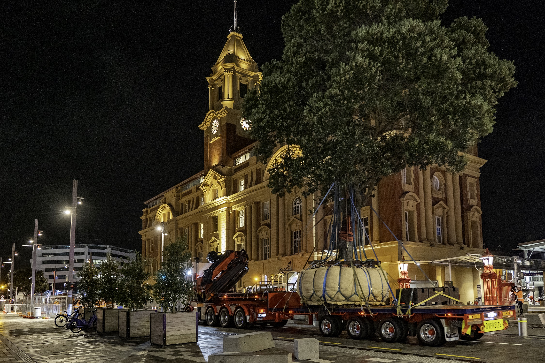 40-year-old pōhutukawa returns to Quay Street - one of 133 tree specimens planted during downtown regeneration