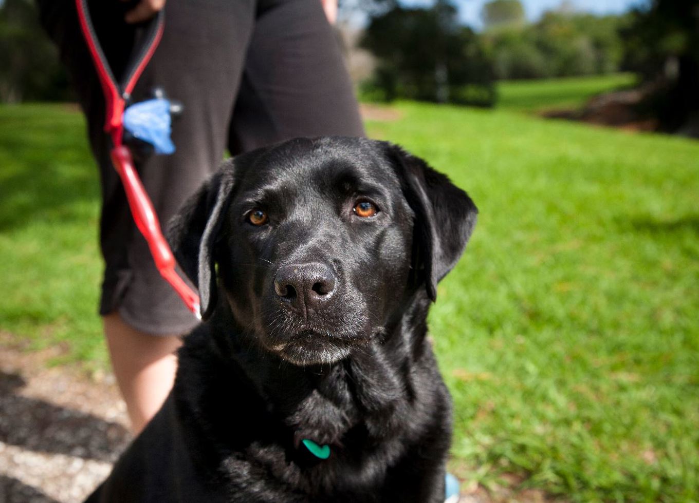 Jump online and save on dog registration OurAuckland