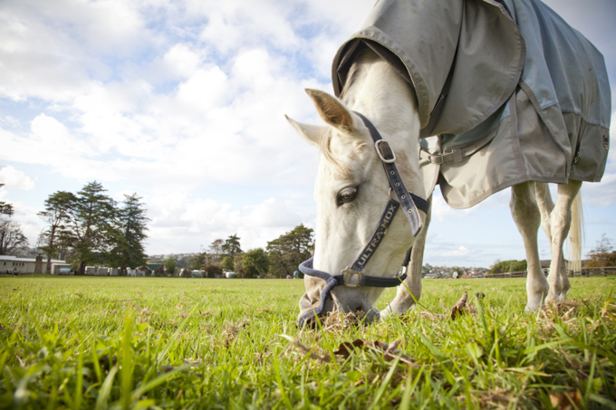 Grant boosts facility development for West Auckland Riding for the Disabled