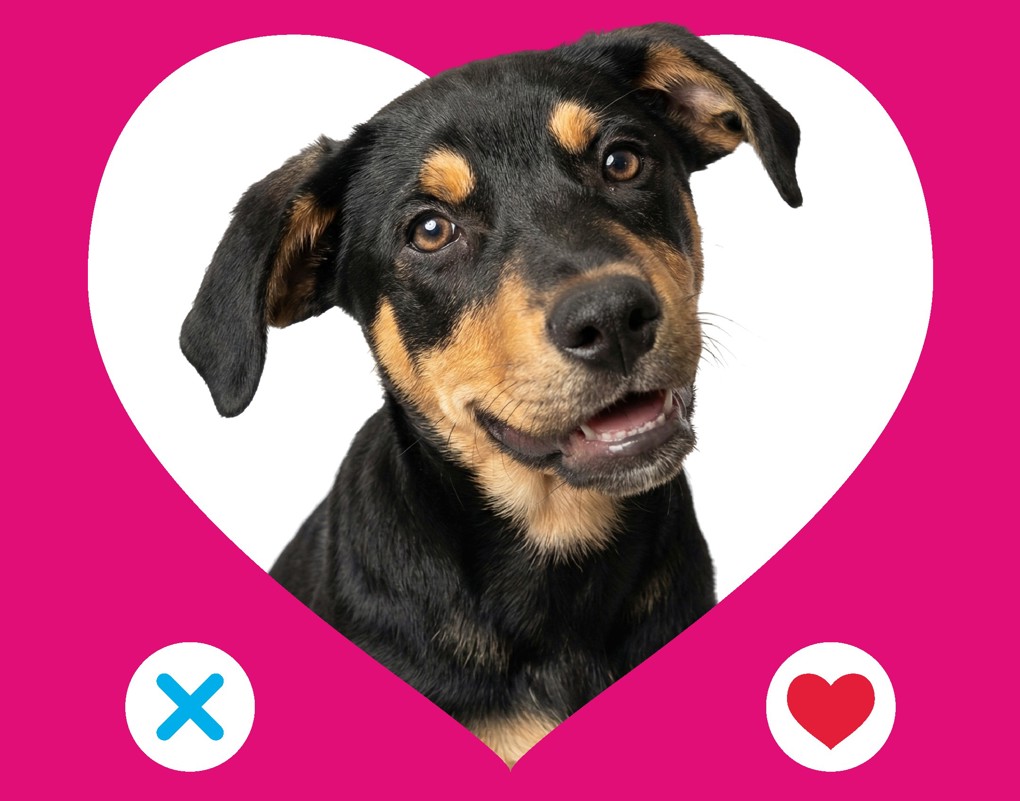 Adoptable Dogs 4