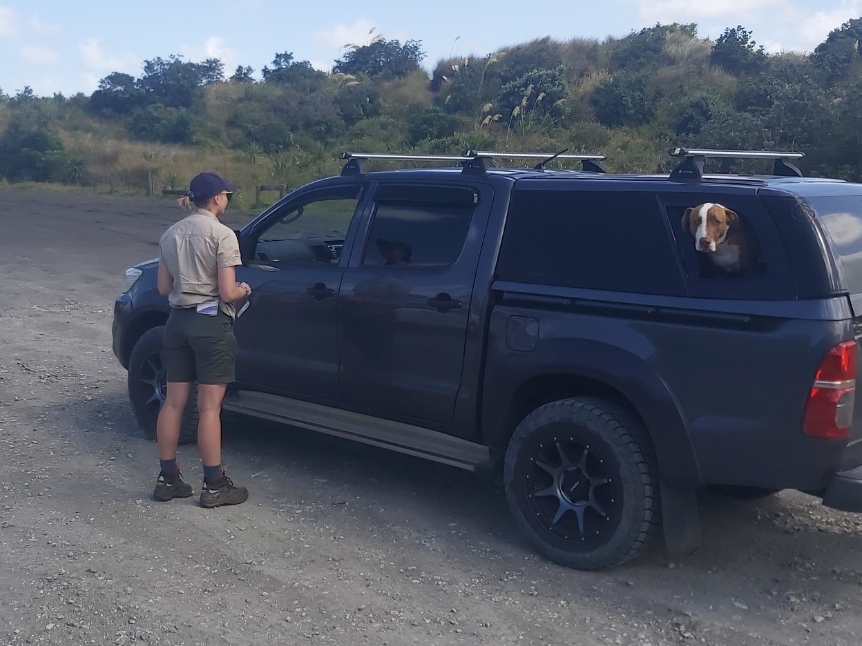 Auckland Council park ranger checking permits at one of the access points to Muriwai Beach.
