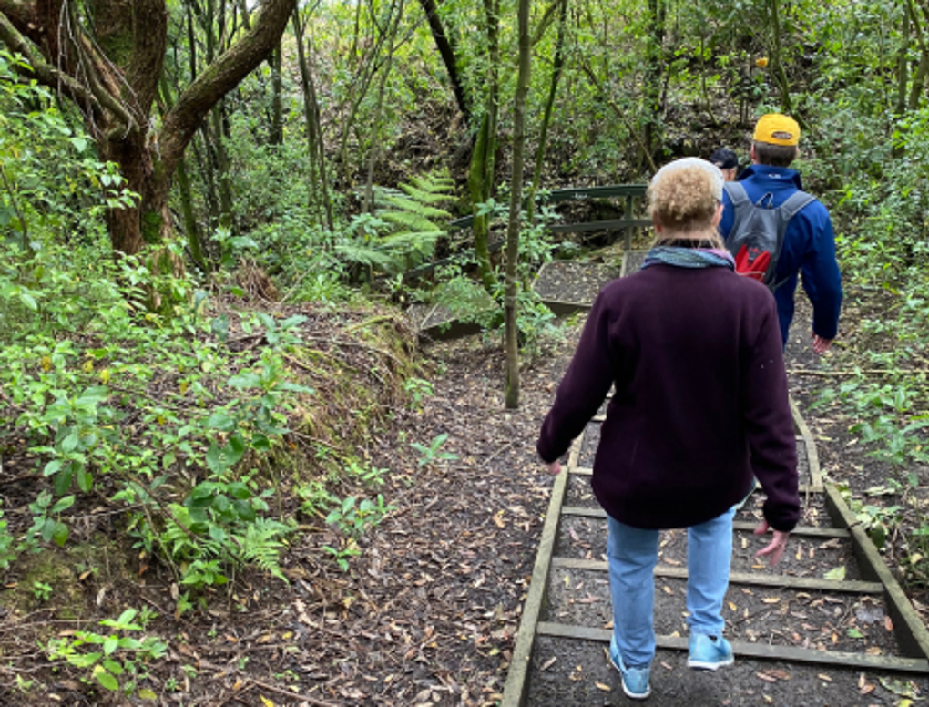 Response 83 Parnell Streams And Gullies Heritage Walk