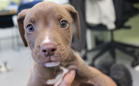 Disco (ON HOLD) tile image