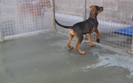 Sir Tristram (ON HOLD) tile image