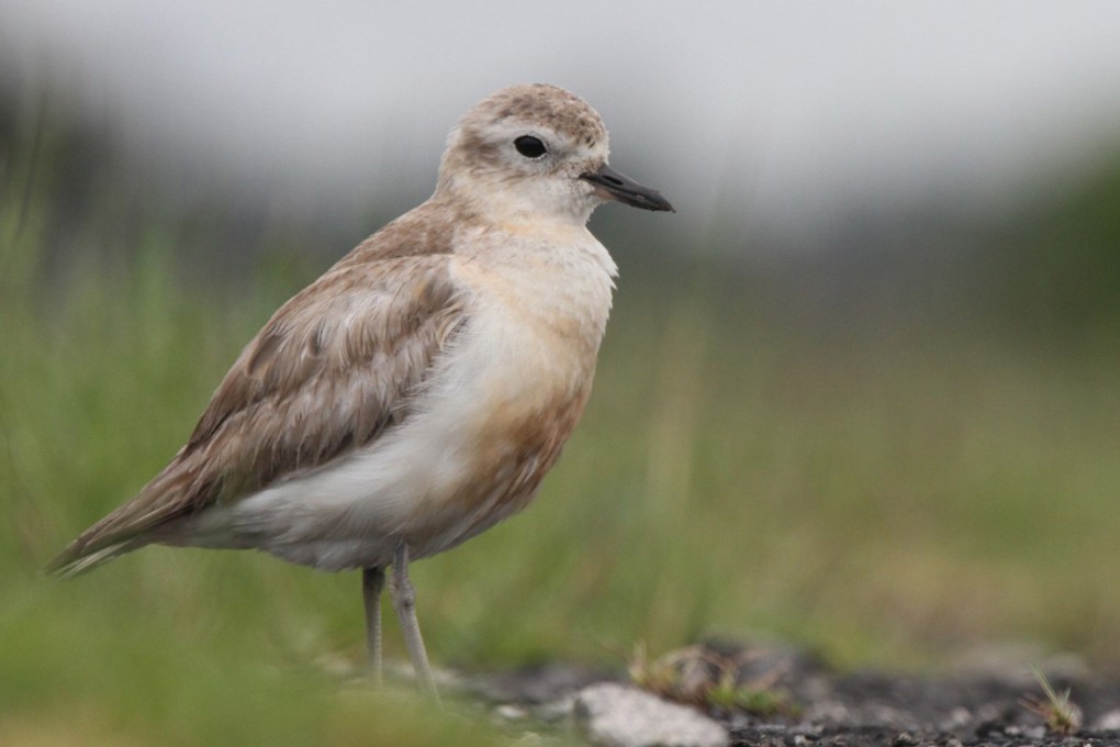 Dotterel Mature Bird Updated