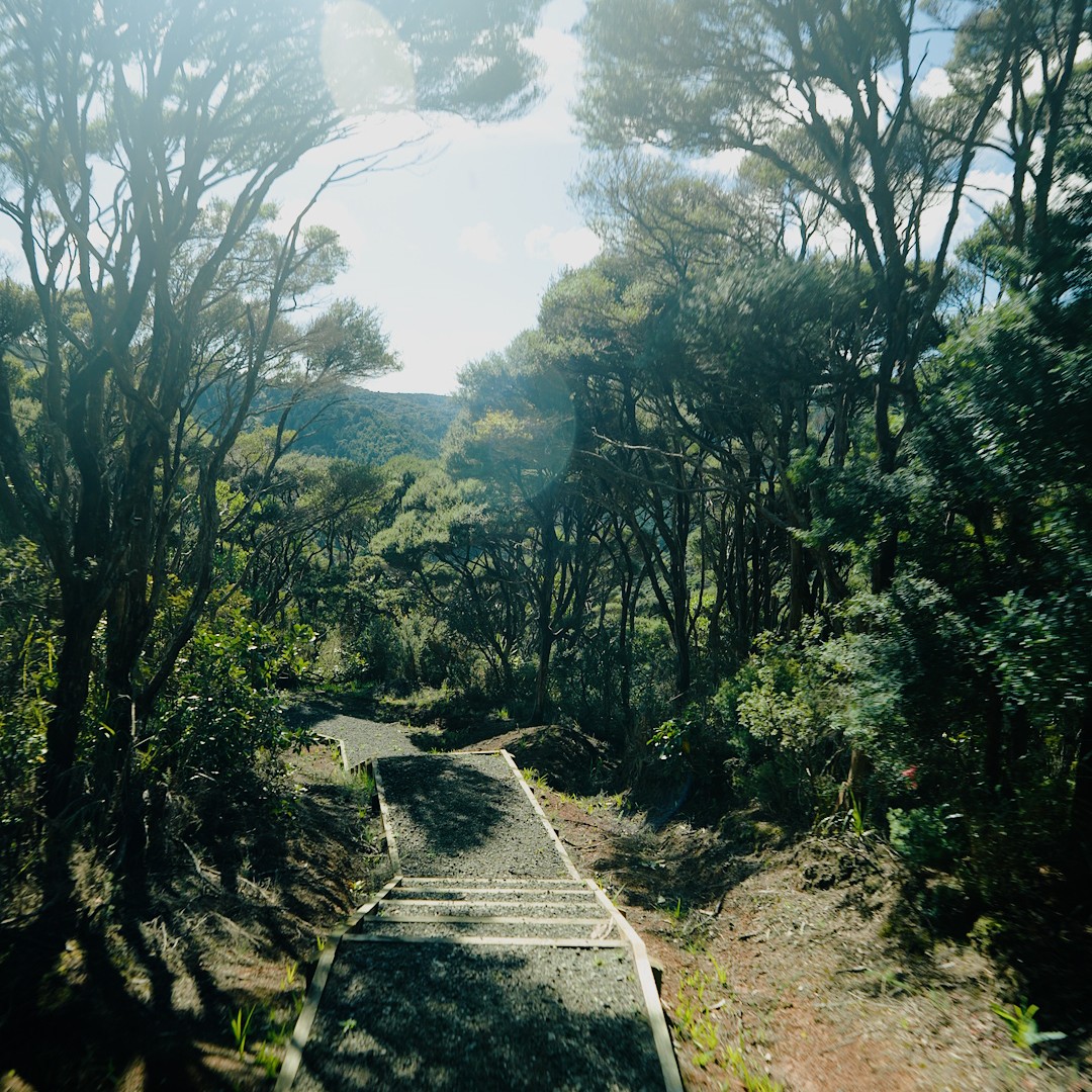 A staircase in the bush. 