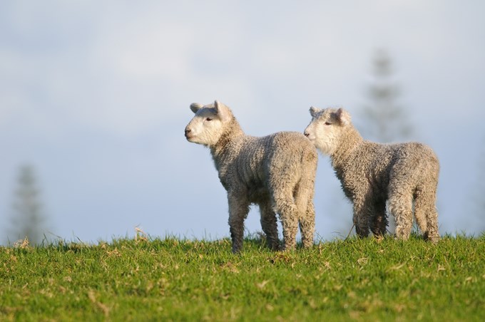 Know where your dogs are this lambing season