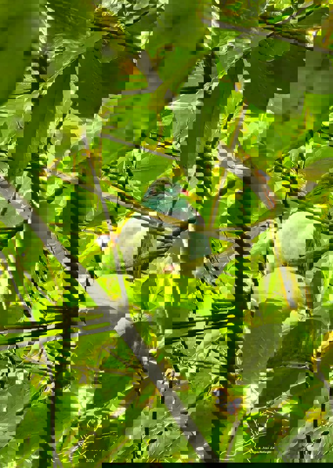 Kereru at RCT_eegkmjai.jpg