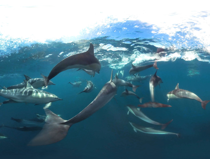 Our Auckland NZ-VR Dive Beneath the Surface_okc3rn3d.png