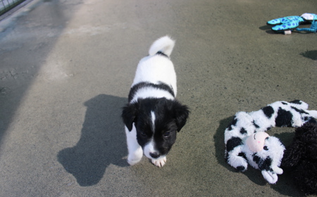 Eevee (ON HOLD) tile image