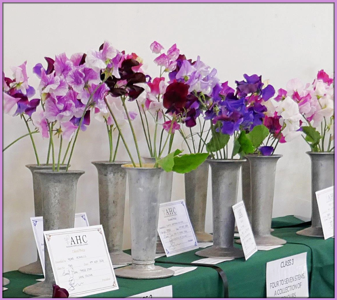 Annual Flower Show featuring SWEET PEAS 2024_k1lzlw0n.png
