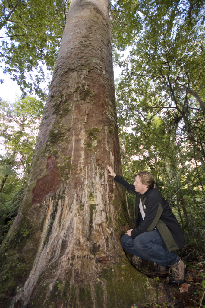 Clean your shoes, Auckland, and save our kauri OurAuckland