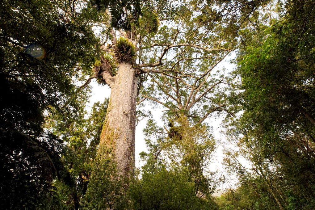 Kauri Waitakere Ranges 1360