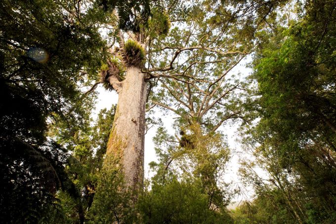 Kauri Waitakere Ranges 1360