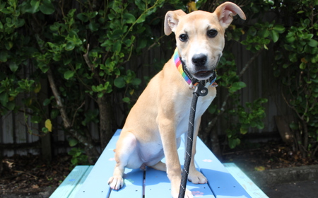 Thai (ON HOLD) tile image