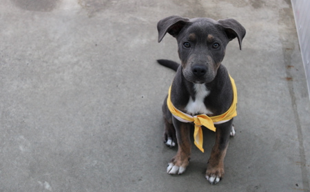 Tongariro (ON HOLD) tile image