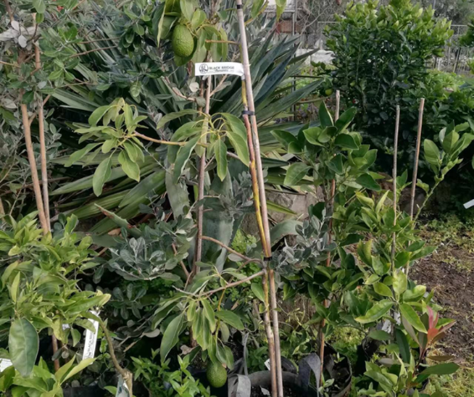 Untitled Design 2026 03 25T151620.538