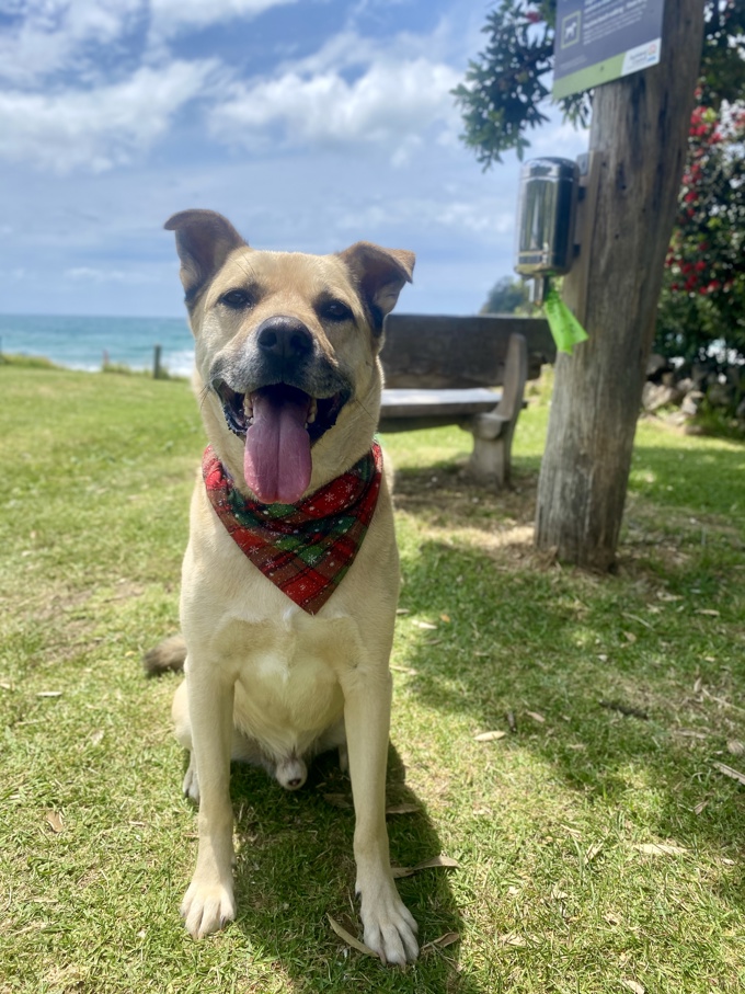 Council introduces alternative dog poo bags on Waiheke Island