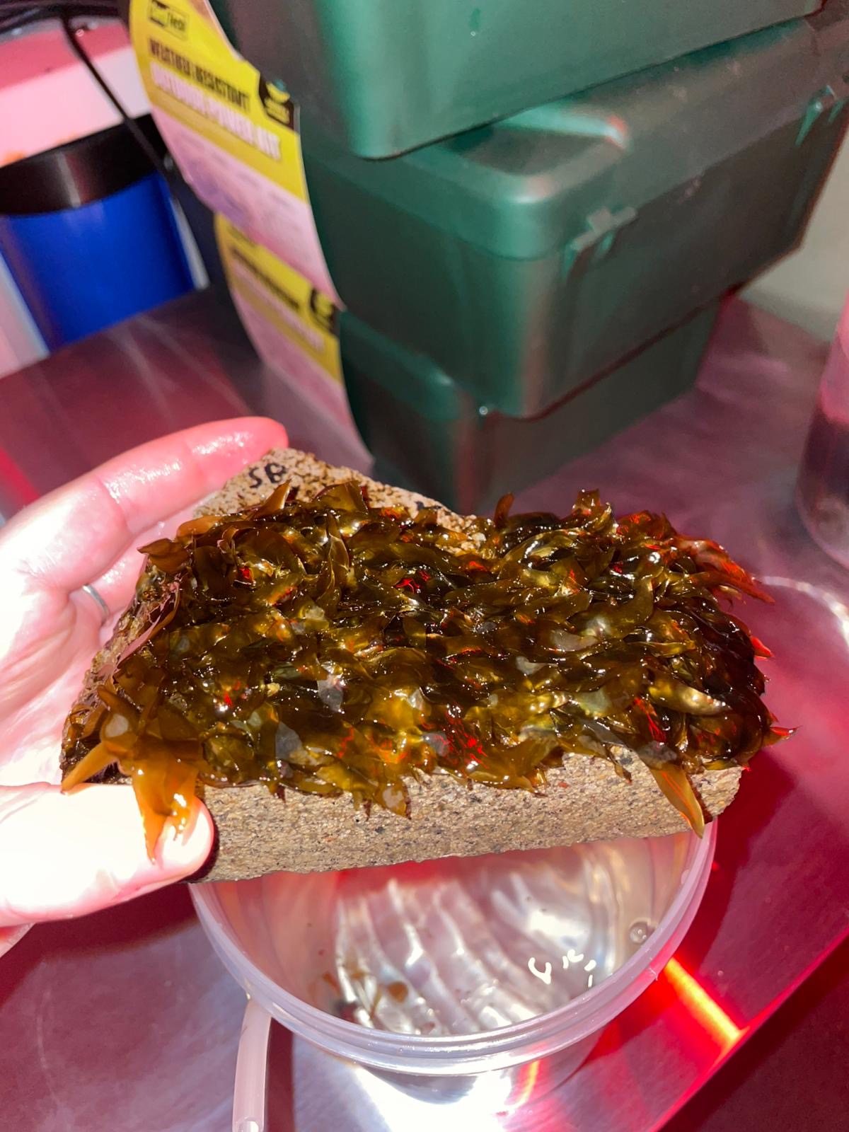 Seaweed being looked at in a labratory. 