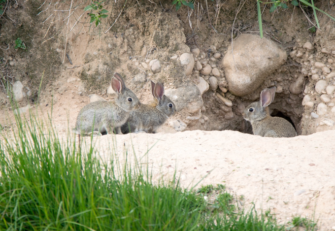 Reaching rabbit-free maunga