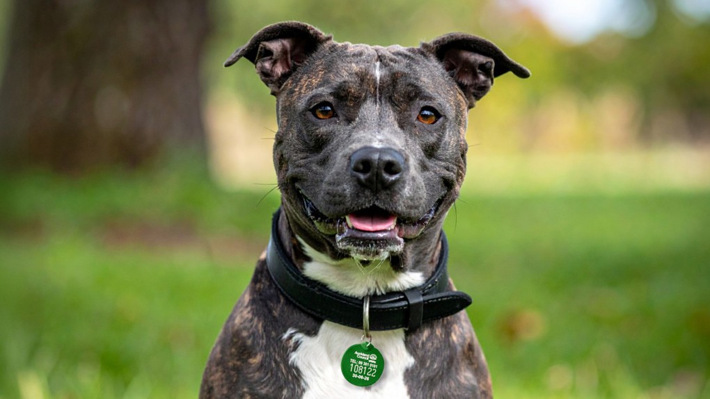 A headshot of a dog with a green collar