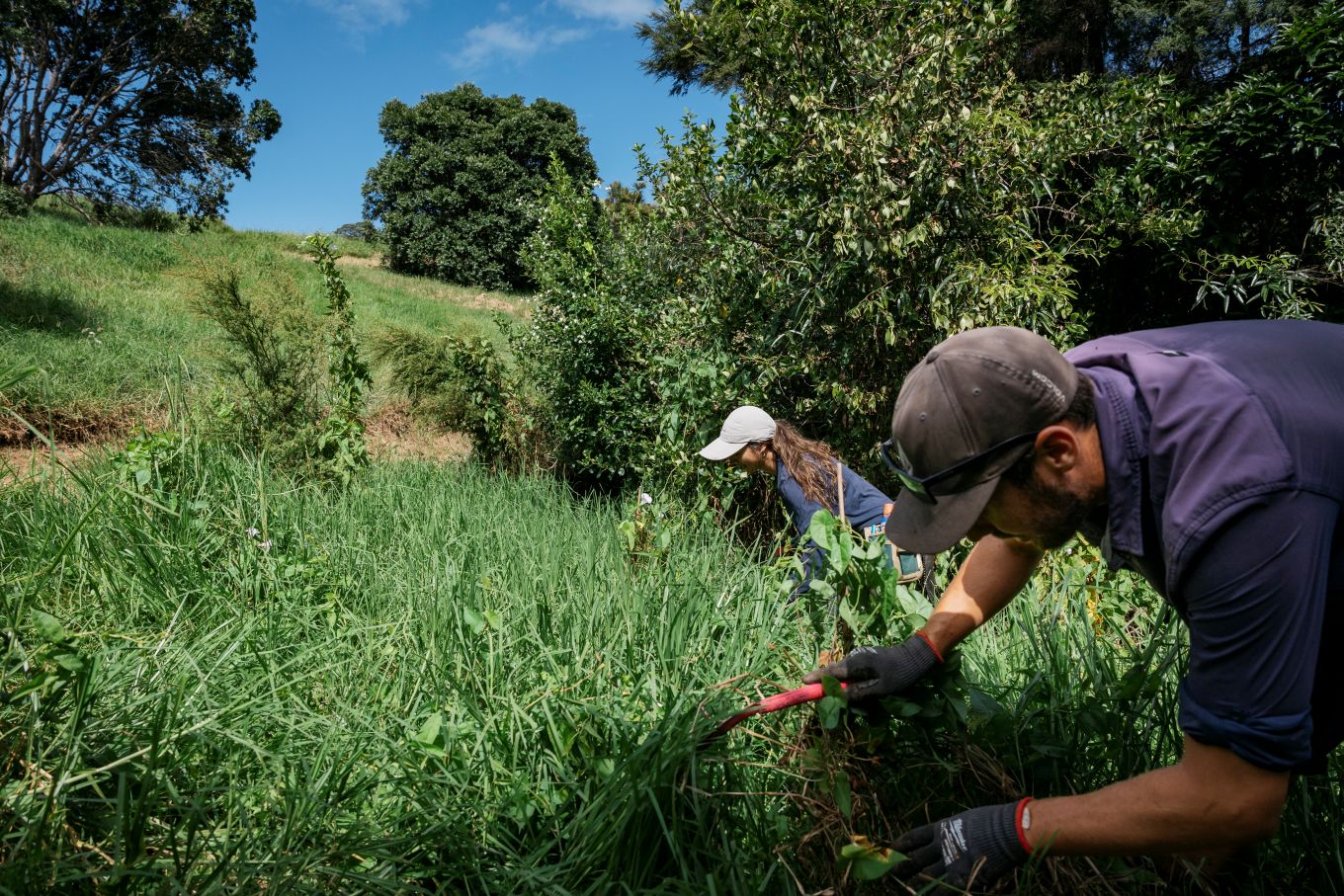 Local workers cutting grass. 